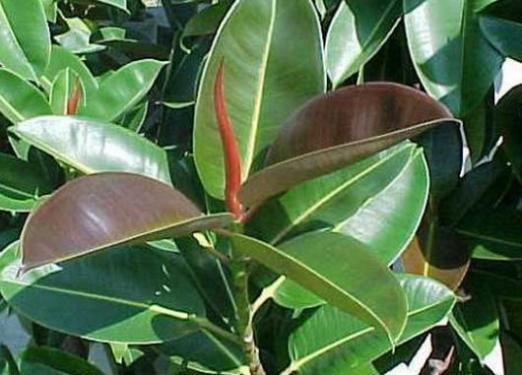 Ficus getta foglie: cosa fare?
