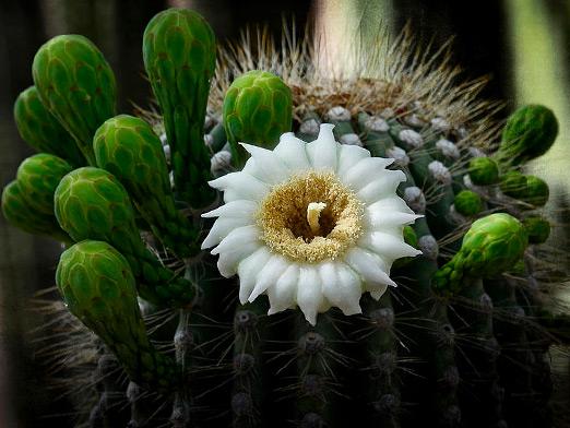 Come fiorisce il cactus?