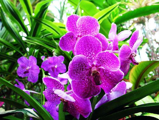 Come innaffiare un'orchidea?