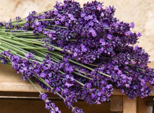 Come far crescere la lavanda?