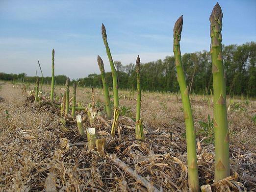 Come far crescere gli asparagi?