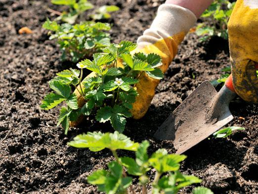 Quando trapiantare le fragole?