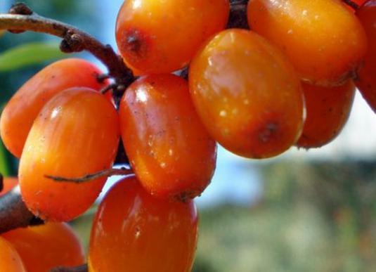 Perché l'olivello spinoso è utile?