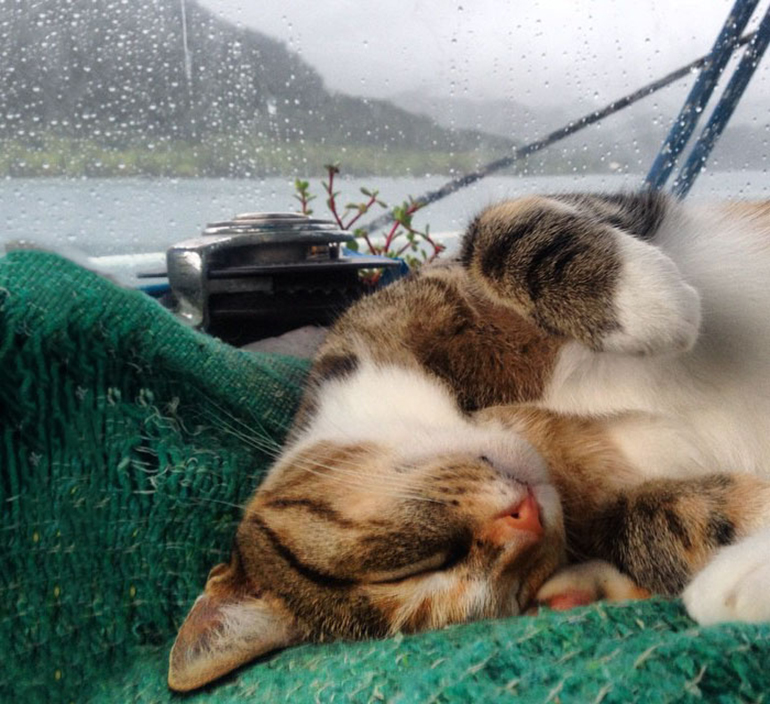 gatto su uno yacht