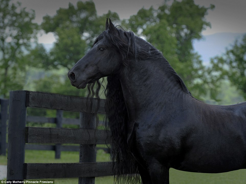 Trovato il cavallo più bello del mondo