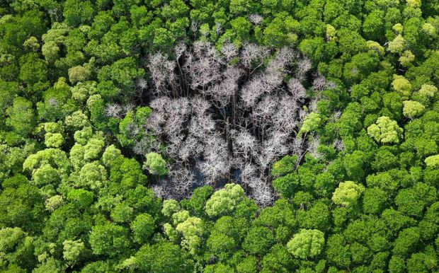 foresta e fulmine