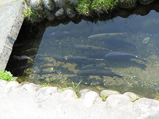 Perché un uomo sogna di un pesce?