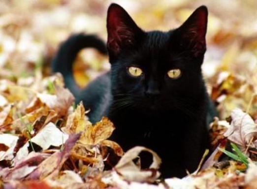 Perché sognare un gatto nero?