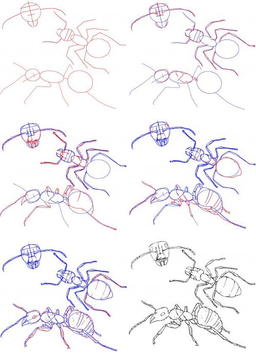 Come disegnare una formica?