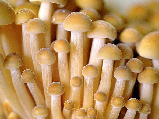 Come si moltiplicano i funghi?