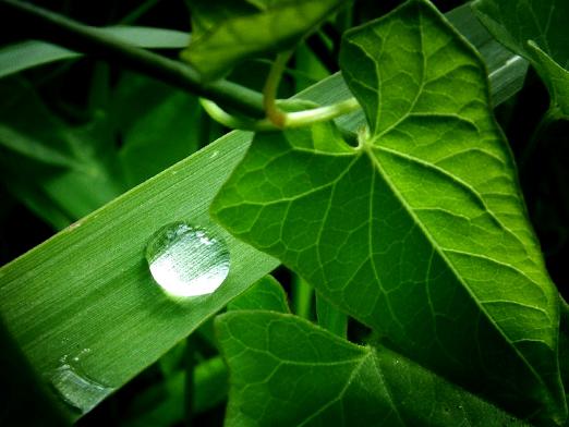 Perché le piante sono verdi?