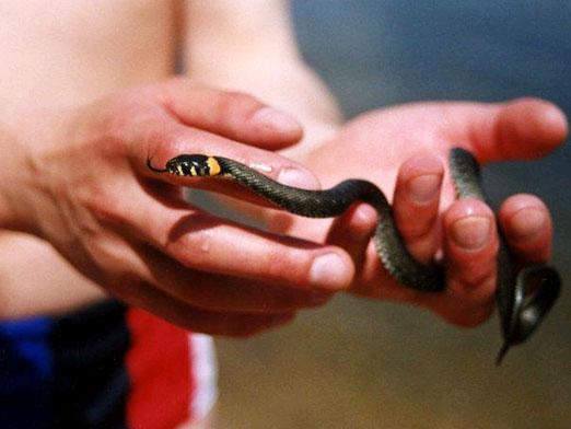 Che cosa hanno paura dei serpenti?