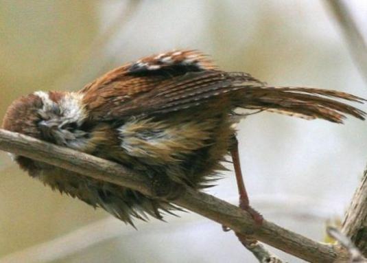 Dove dormono gli uccelli?