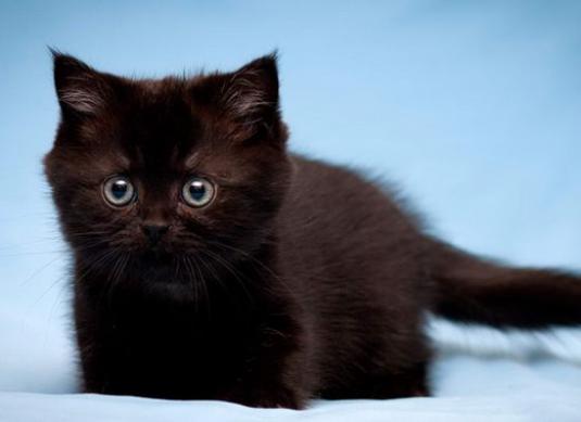 Come chiamare un gattino nero?