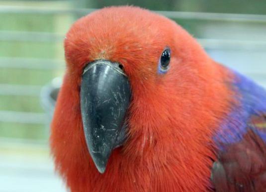 Come distinguere i pappagalli?