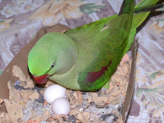 In che modo i pappagalli incubano le uova?