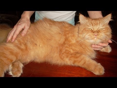 Come rimuovere le pulci da un gatto?