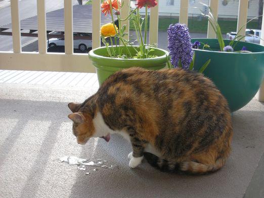 Lacrime di gatto, cosa fare?