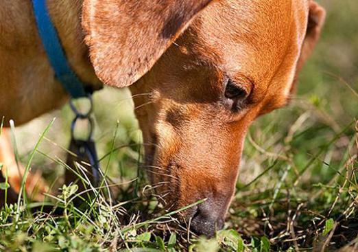 Perché il cane mangia escrementi?